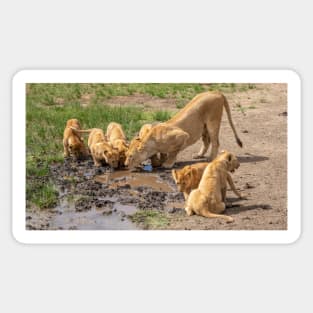 Lions Drinking, Ngorongoro Concession Tanzania Sticker